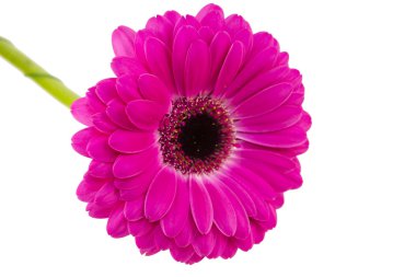 pembe gerbera