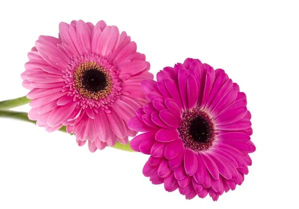 Pink gerberas — Stock Photo, Image