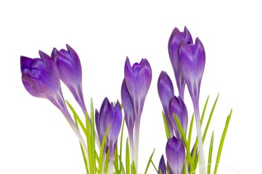 yakın çekim shot güzel çiçekler