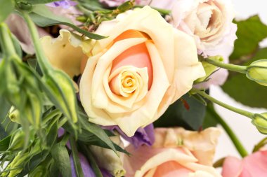 yakın çekim shot güzel çiçekler