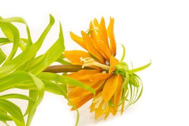 yakın çekim shot beyaz zemin üzerine güzel çiçekler