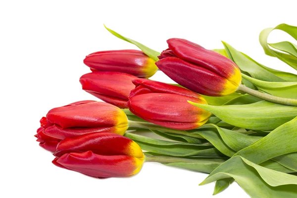 Red tulips — Stock Photo, Image