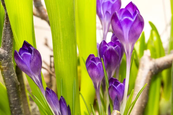 Beautiful flowers in close-up shot — Stock Photo, Image