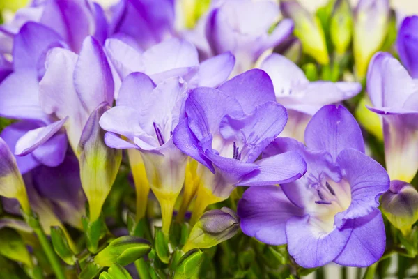 Beautiful flowers in close-up shot — Stock Photo, Image