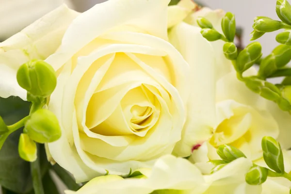 Hermosas flores en primer plano sobre un fondo blanco —  Fotos de Stock