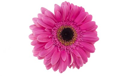 pembe gerbera çiçeği