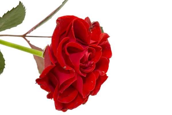 Rose rosse — Foto Stock