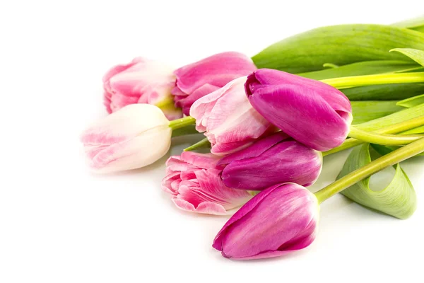 Pink tulips — Stock Photo, Image