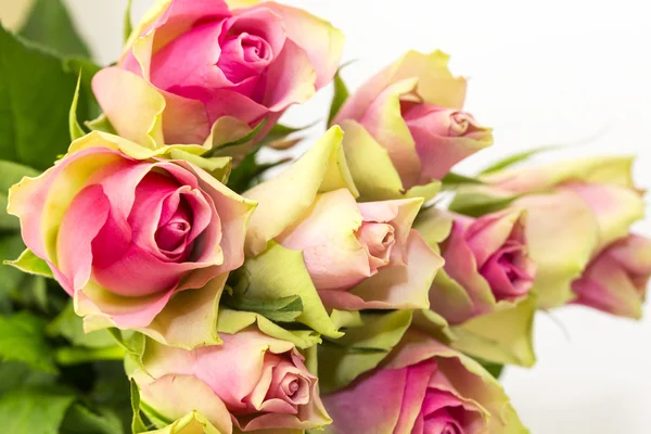 Rosas multicolores —  Fotos de Stock