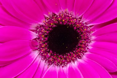 gerbera yakın çekim