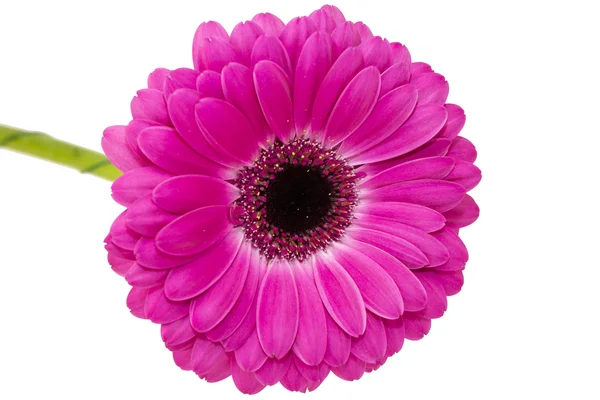 Pink gerbera flower — Stock Photo, Image