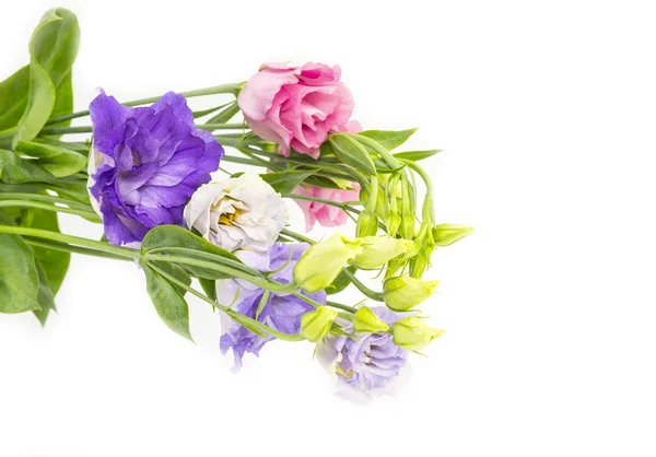 Schöne Blumen — Stockfoto