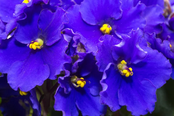 Hermosas flores azules — Foto de Stock