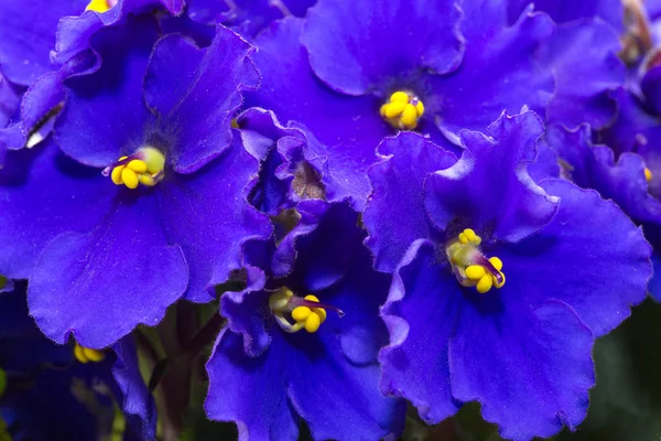 Vackra blå blommor — Stockfoto