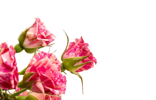 Hermosas flores de rosa —  Fotos de Stock