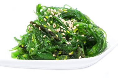 egzotik deniz yosunu