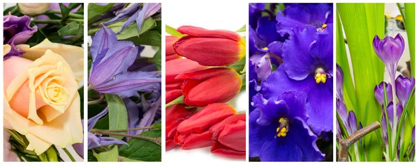 Set of summer flowers — Stock Photo, Image
