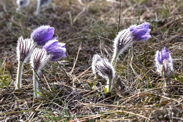 Pasque-flower — Stock Photo, Image