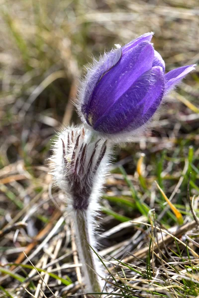 Pasque-flower — Stock Photo, Image