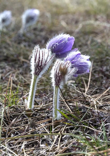 Pasque-flower — Stock Photo, Image