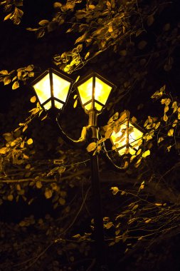 gece ışıkları ve ağaç yaprakları