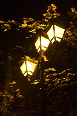 gece ışıkları ve ağaç yaprakları