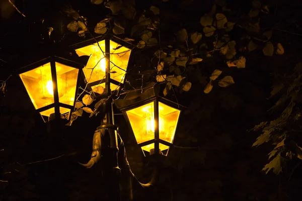 Luces nocturnas y hojas de árboles —  Fotos de Stock