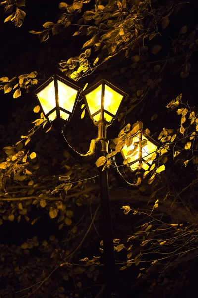 Night lights and tree leaves — Stock Photo, Image