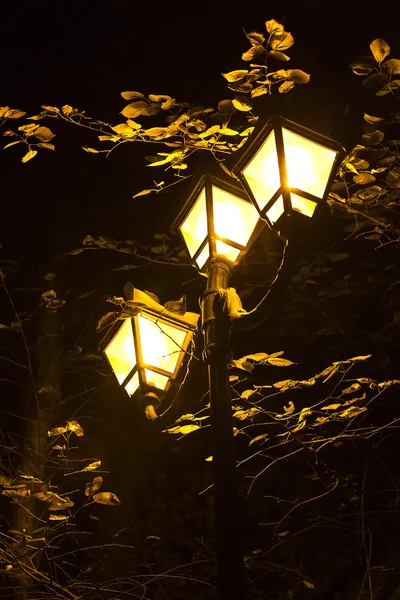 Noční světla a listy stromů — Stock fotografie
