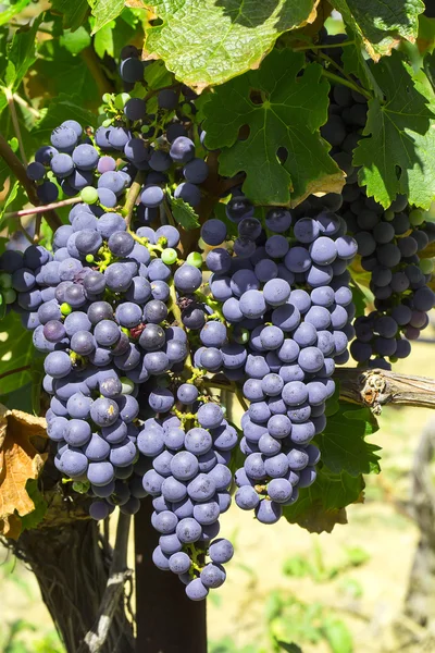 Cepillo de uvas maduras — Foto de Stock