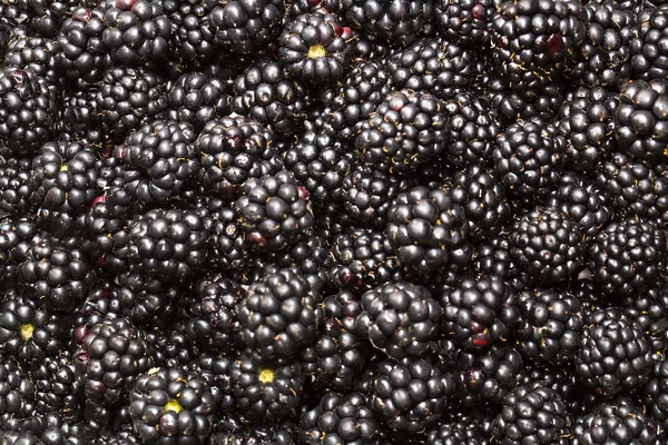 Blackberry fond — Photo