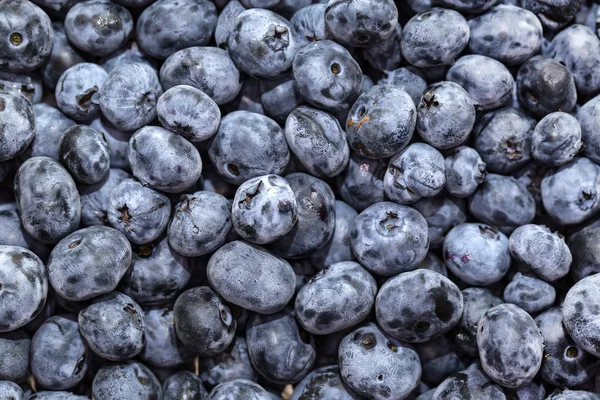 Blueberry achtergrond — Stockfoto