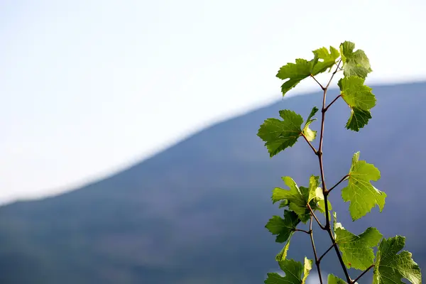 Germoglio di vite — Foto Stock