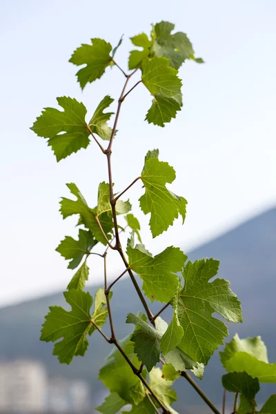 Розсада виноградна лоза — стокове фото