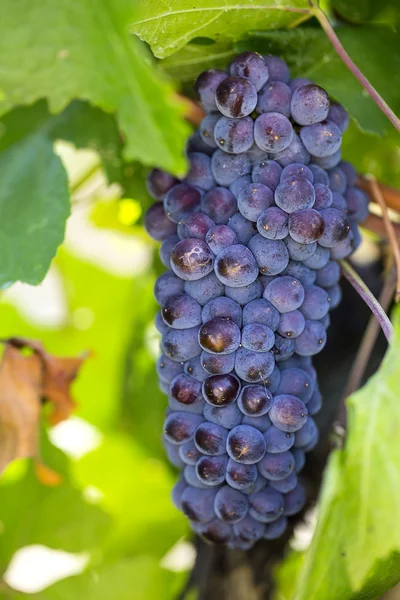 Racimos de uvas maduras — Foto de Stock
