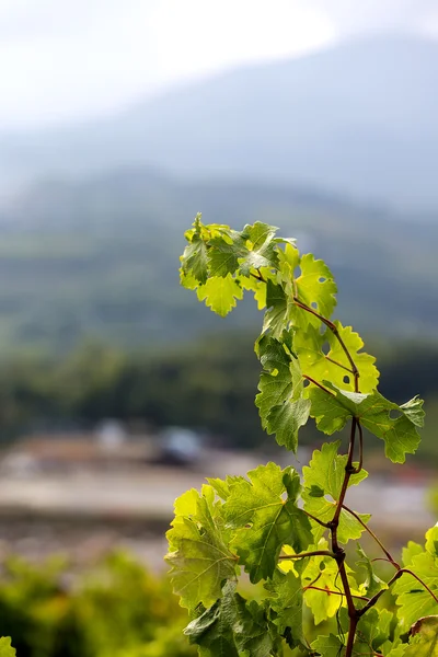 Germoglio di vite — Foto Stock