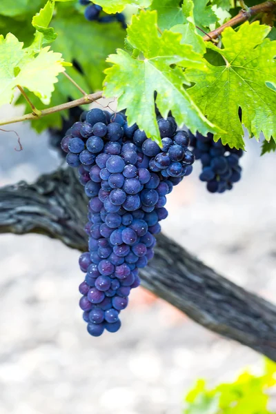 Cachos de uvas maduras — Fotografia de Stock