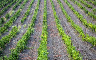 Fırça olgunlaşmış üzümler