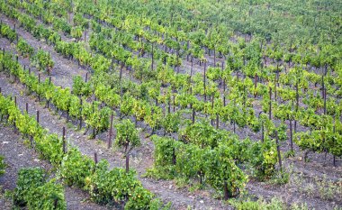 Fırça olgunlaşmış üzümler