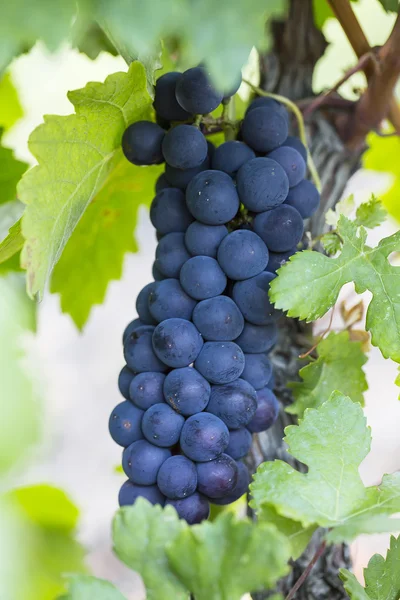 Cachos de uvas maduras — Fotografia de Stock