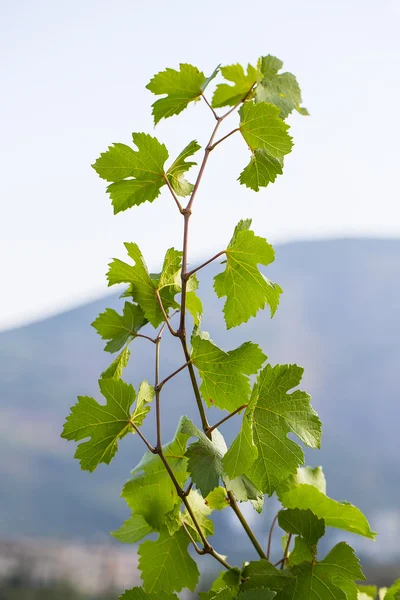 Vinblad — Stockfoto