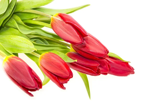 Fresh flowers — Stock Photo, Image