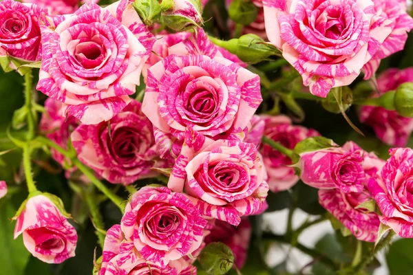 Färska blommor — Stockfoto