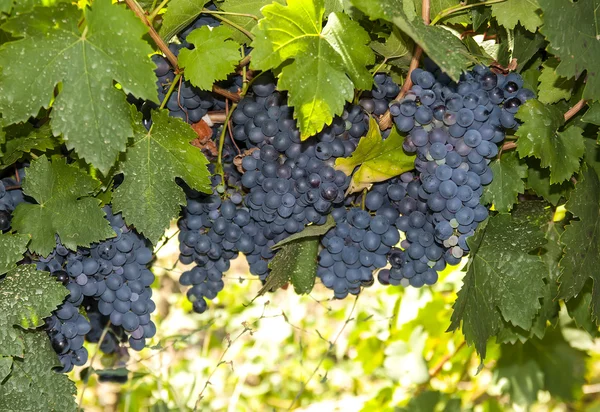 Borstel rijpe druiven — Stockfoto