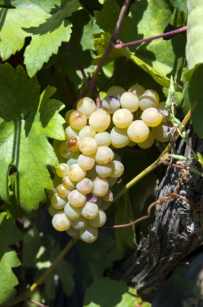 Escovar uvas maduras — Fotografia de Stock