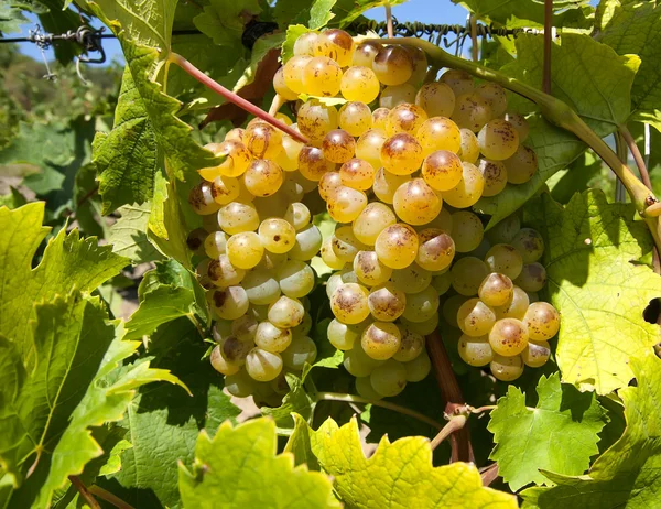 Szczotka dojrzałe winogrona — Zdjęcie stockowe