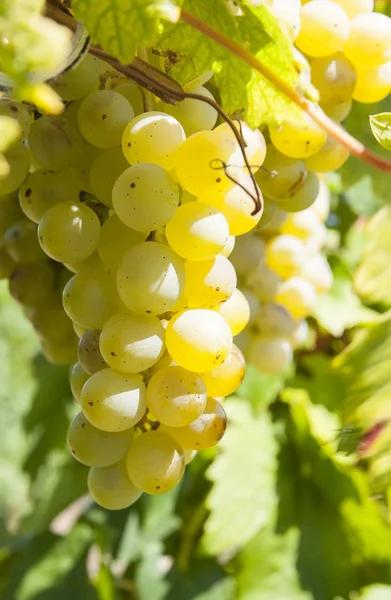 Escovar uvas maduras — Fotografia de Stock