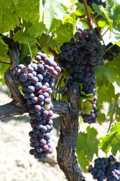 Brush ripe grapes — Stock Photo, Image