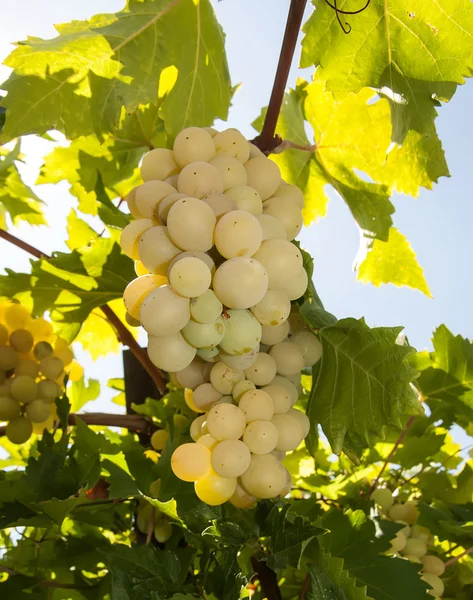 Ecset érett szőlő — Stock Fotó