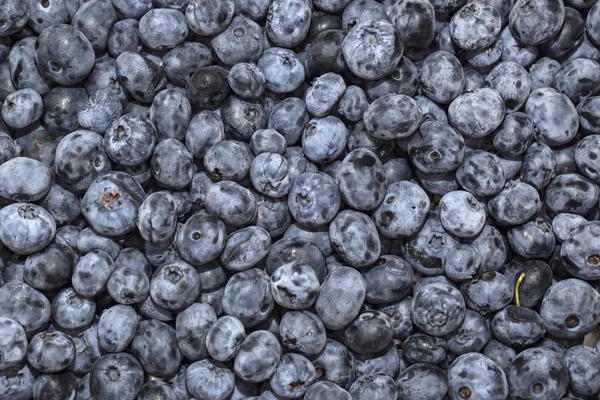 Blueberry achtergrond — Stockfoto